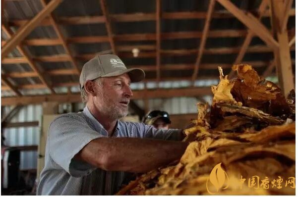 津巴布韋煙葉為什么好，黃金煙葉成為國寶